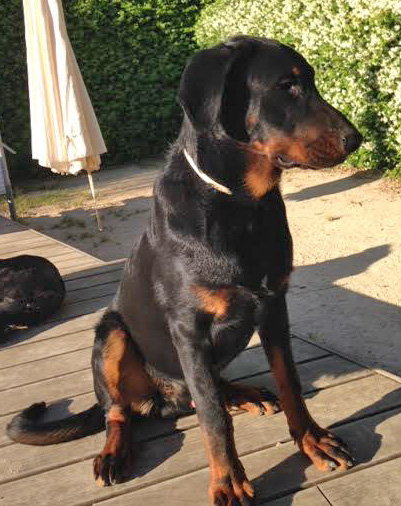 domainedelalicorne.fr Elevage de beauceron chiot beauceron pure race élevage du clos de la licorne elevage des gardiens de la licorne elevage beauceron noir et feu authentique gros gabarits élevage de Beauceron familial sérieux et qualité domainedelalicorne.fr suivi des chiots conseil d’éducation chiot propre bas rouge santé caractère spécialiste du beauceron noir et feu ou arlequin chien rustique berger de France  nos chiots sont élevés avec amour et attention notre passion au service de la qualité Beauceron de qualité et sportif domaine de la licorne 04380 BARRAS élevage en liberté éleveur berger de beauce élevage de beauceron de travail 
